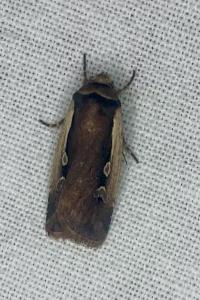 <i>Ochropleura plecta</i>