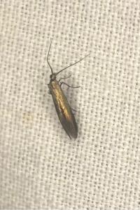 <i>Coleophora deauratella</i>