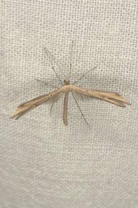<i>Emmelina monodactyla</i>