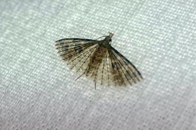 <i>Alucita hexadactyla</i>