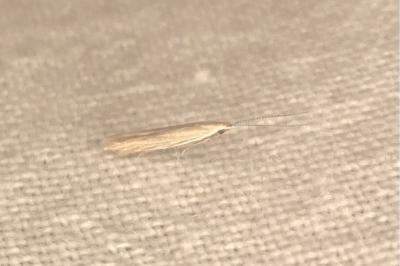 <i>Coleophora</i>