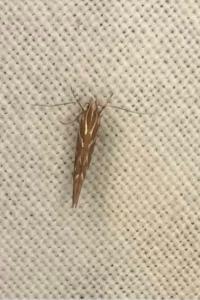 <i>Pyroderces argyrogrammos</i>
