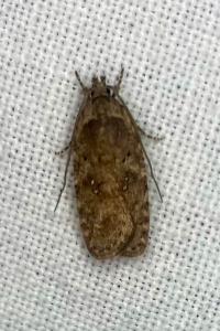<i>Agonopterix purpurea</i>
