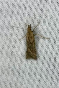 <i>Synaphe punctalis</i>