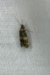 <i>Oegoconia quadripuncta</i>