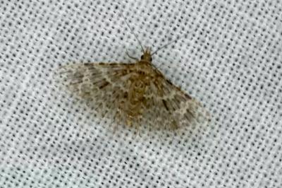 <i>Alucita hexadactyla</i>