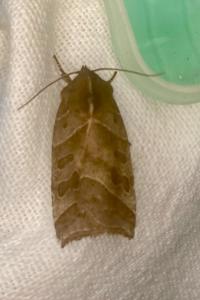 <i>Ipimorpha retusa</i>