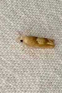 <i>Eucosma conterminana</i>