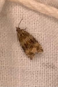 <i>Celypha lacunana</i>