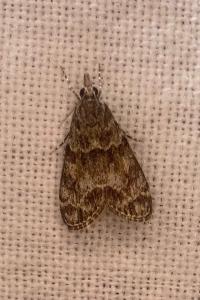 <i>Eudonia mercurella</i>