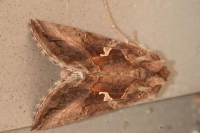 <i>Autographa gamma</i>