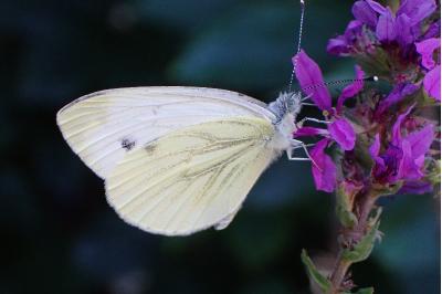 <i>Pieris napi</i>