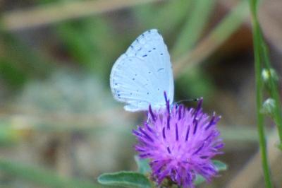 <i>Celastrina argiolus</i>