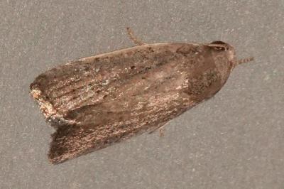 <i>Proxenus hospes</i>
