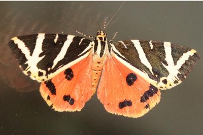 <i>Euplagia quadripunctaria</i>