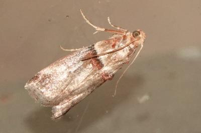 <i>Acrobasis tumidana</i>