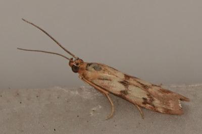<i>Homoeosoma sinuella</i>