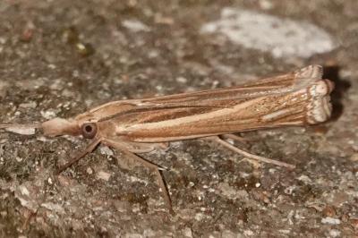 <i>Ancylolomia tentaculella</i>