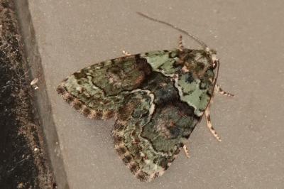 <i>Cryphia algae</i>