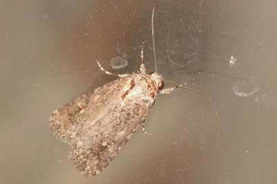 <i>Spodoptera exigua</i>