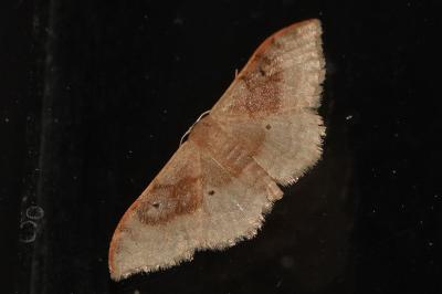 Idaea degeneraria