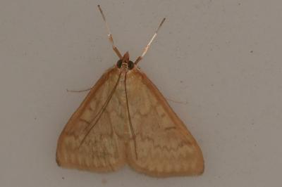 <i>Ostrinia nubilalis</i>