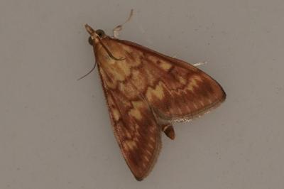 <i>Ostrinia nubilalis</i>