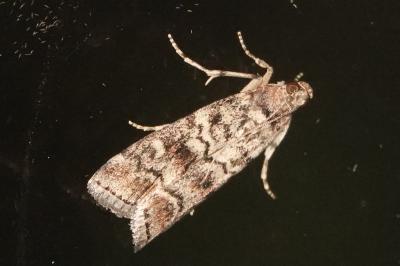 <i>Dioryctria</i>