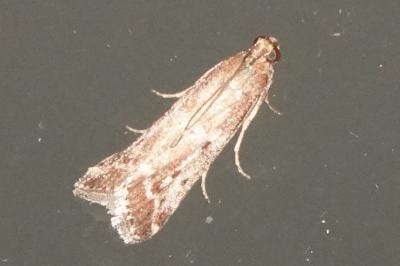 <i>Phycitodes</i>