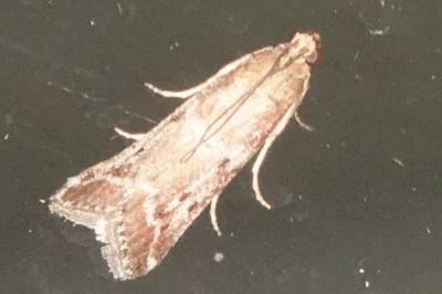 <i>Phycitodes</i>