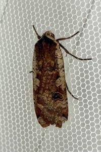 <i>Noctua pronuba</i>