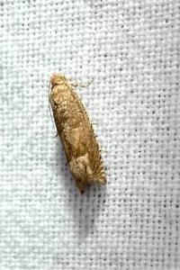 <i>Pelochrista caecimaculana</i>