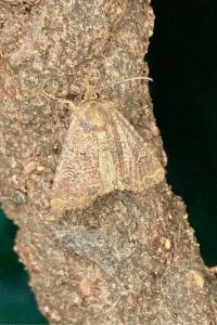 <i>Mesapamea secalella/secalis</i>