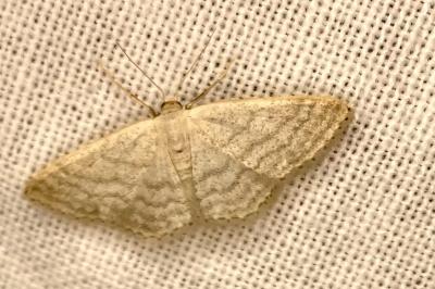 <i>Idaea subsericeata</i>