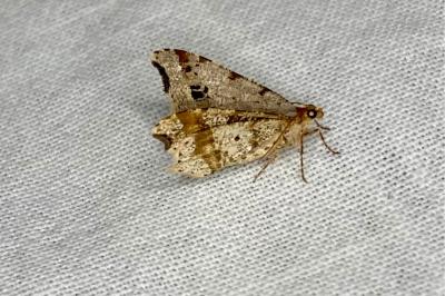 Macaria alternata