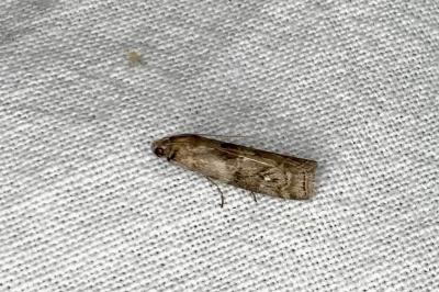 <i>Acrobasis suavella</i>