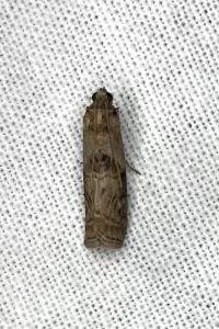 <i>Acrobasis suavella</i>