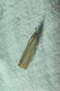<i>Chrysoteuchia culmella</i>