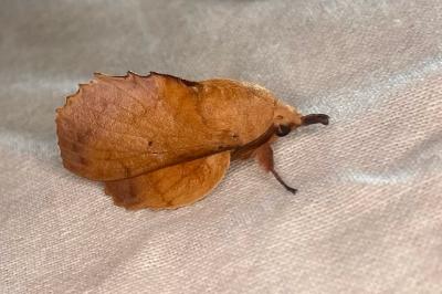 <i>Gastropacha quercifolia</i>