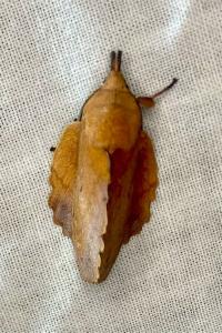 <i>Gastropacha quercifolia</i>