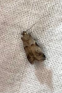 <i>Acrobasis consociella</i>