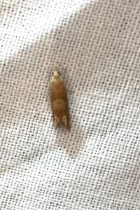 <i>Eucosma conterminana</i>