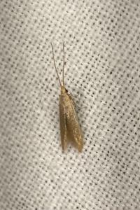 <i>Coleophora</i>