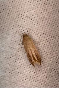 <i>Limnaecia phragmitella</i>