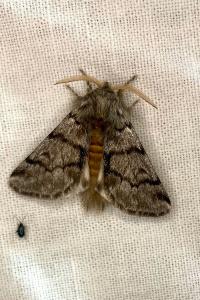 <i>Thaumetopoea pityocampa</i>