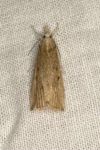 <i>Calamotropha paludella</i>