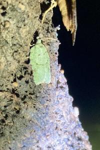 <i>Acleris literana</i>
