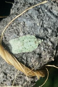 <i>Acleris literana</i>
