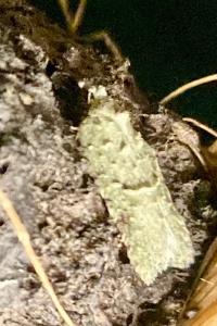 <i>Acleris literana</i>
