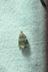 <i>Celypha lacunana</i>